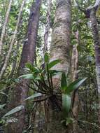 Imagem de Dendrobium adae F. M. Bailey