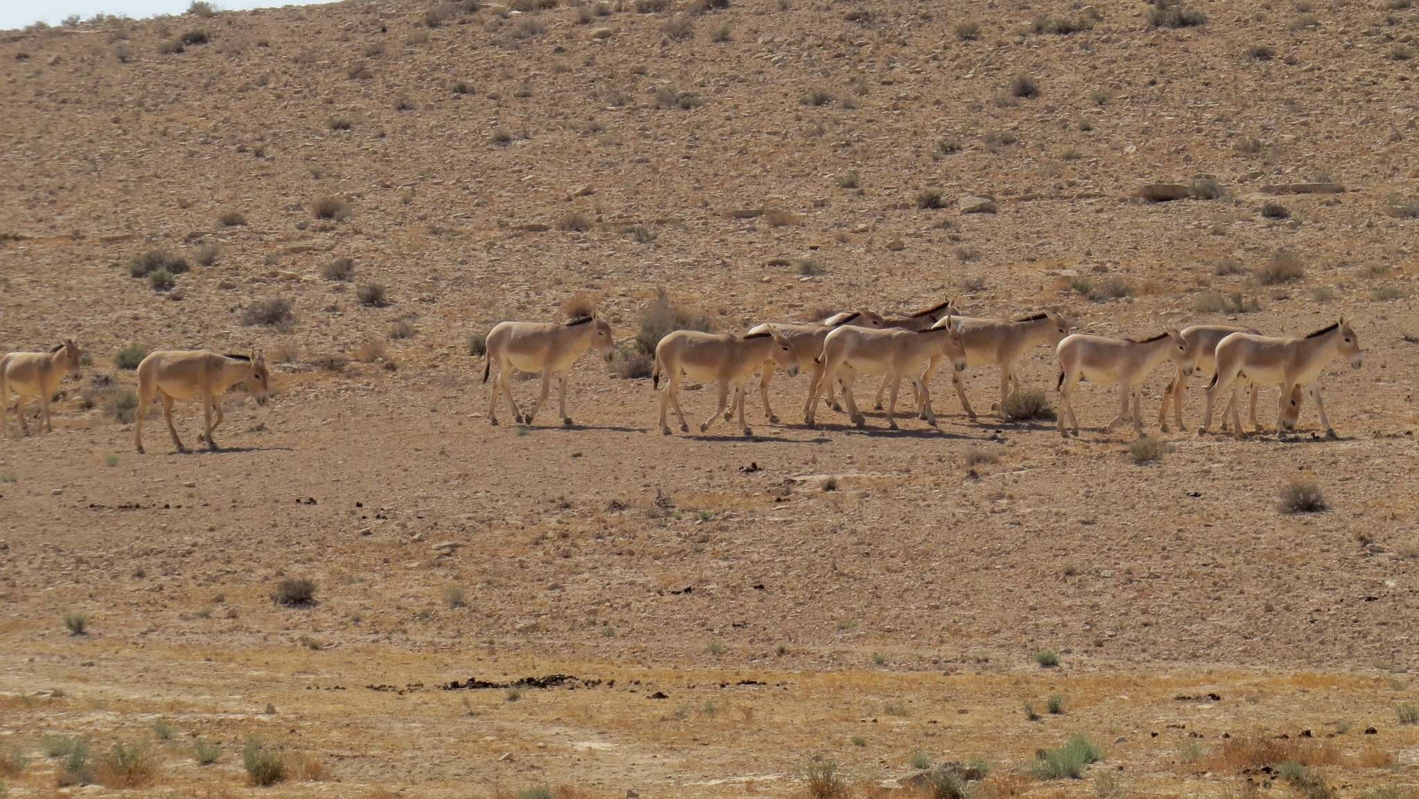 Image of Asian Wild Ass