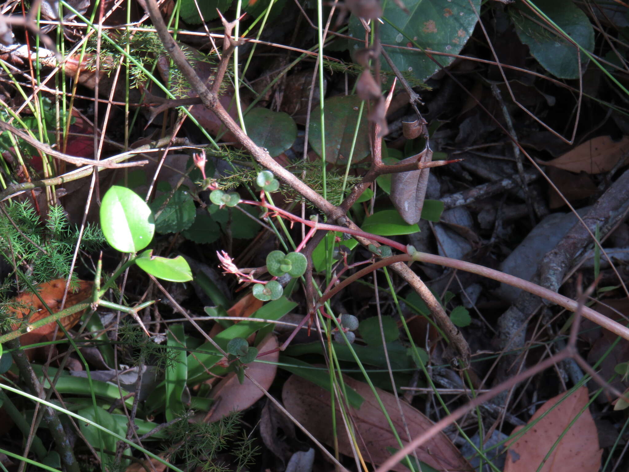 Image of Crassula multicava subsp. multicava