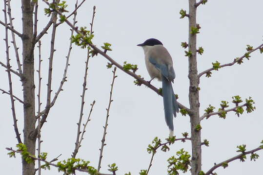 Image of <i>Cyanopica cyanus swinhoei</i>