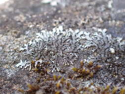 Image of Mougeot's xanthoparmelia lichen