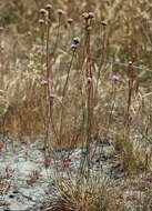 Image of California seapink