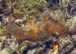 Image of Iridescent nudibranch