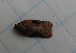 Image of Acleris braunana McDunnough 1934