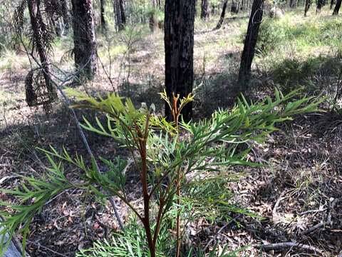 Imagem de Lomatia silaifolia (Sm.) R. Br.