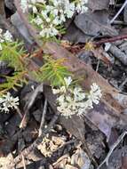 Imagem de Poranthera ericifolia Rudge