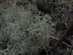 Image of reindeer lichen