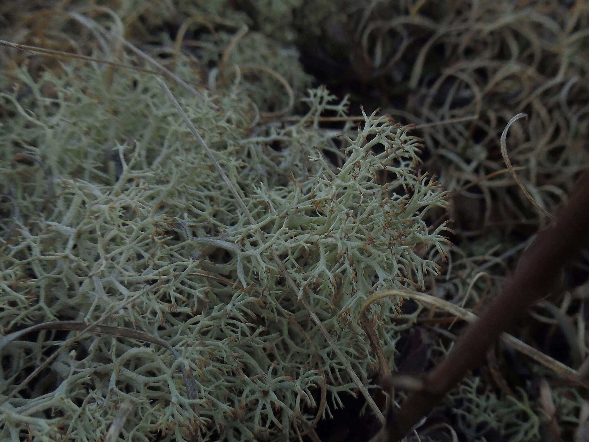 Image de Cladonia subtenuis (Abbayes) A. Evans