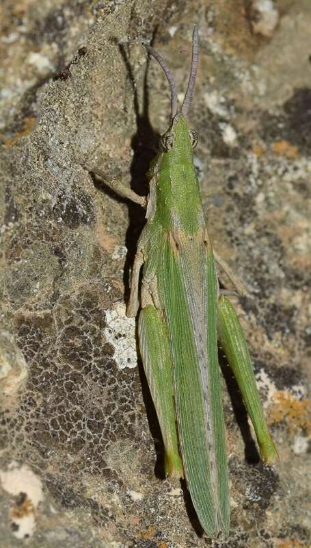 Image of Pyrgomorpha (Pyrgomorpha) conica subsp. conica (Olivier & G. A. 1791)