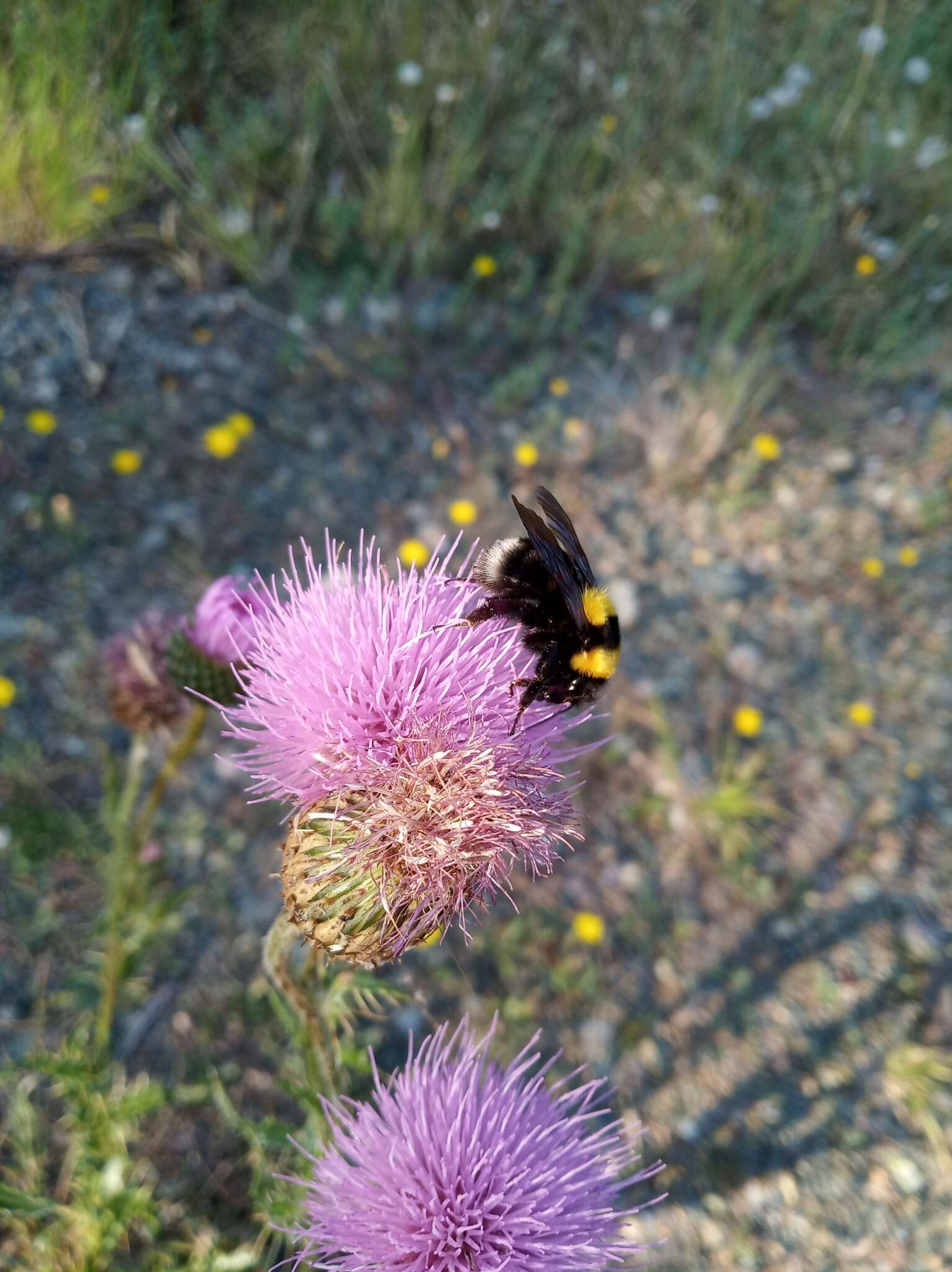 Слика од Bombus argillaceus (Scopoli 1763)