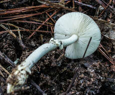 Image of Amanita solaniolens H. L. Stewart & Grund 1974