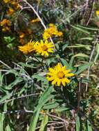 Image of Aldama buddlejiformis (DC.) E. E. Schill. & Panero