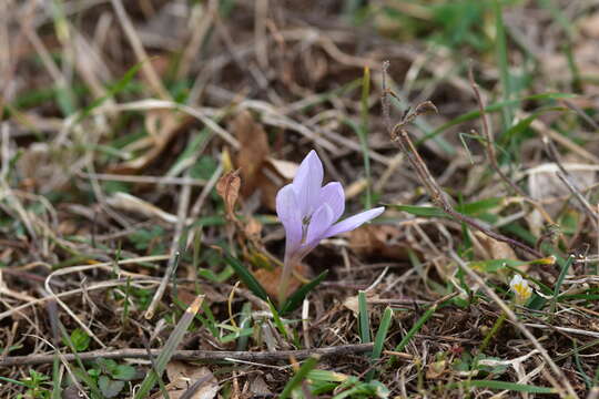 Image of Colchicum hungaricum Janka