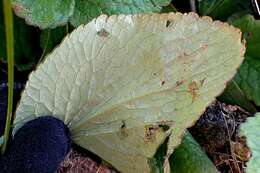 Imagem de Ourisia macrophylla Hook.