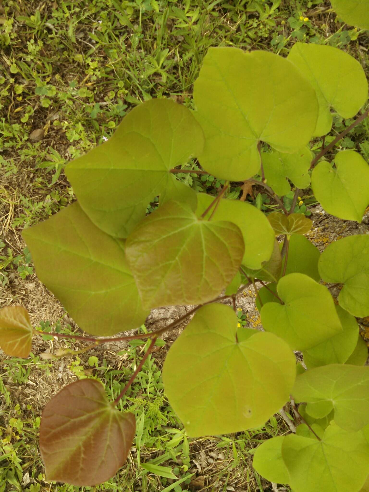 Image de Cercis canadensis var. texensis (S. Watson) M. Hopkins