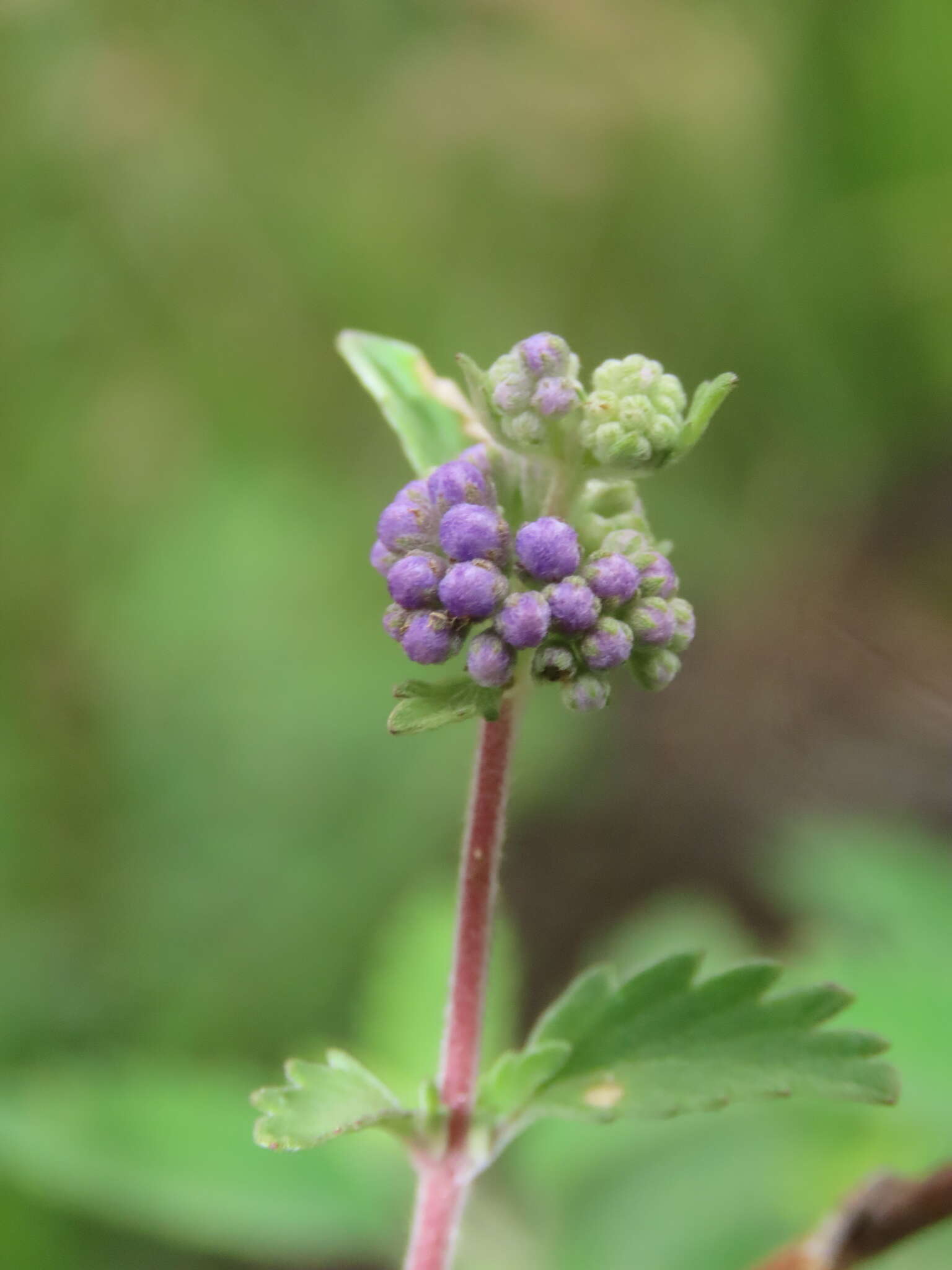 Image of Caryopteris incana (Thunb. ex Houtt.) Miq.