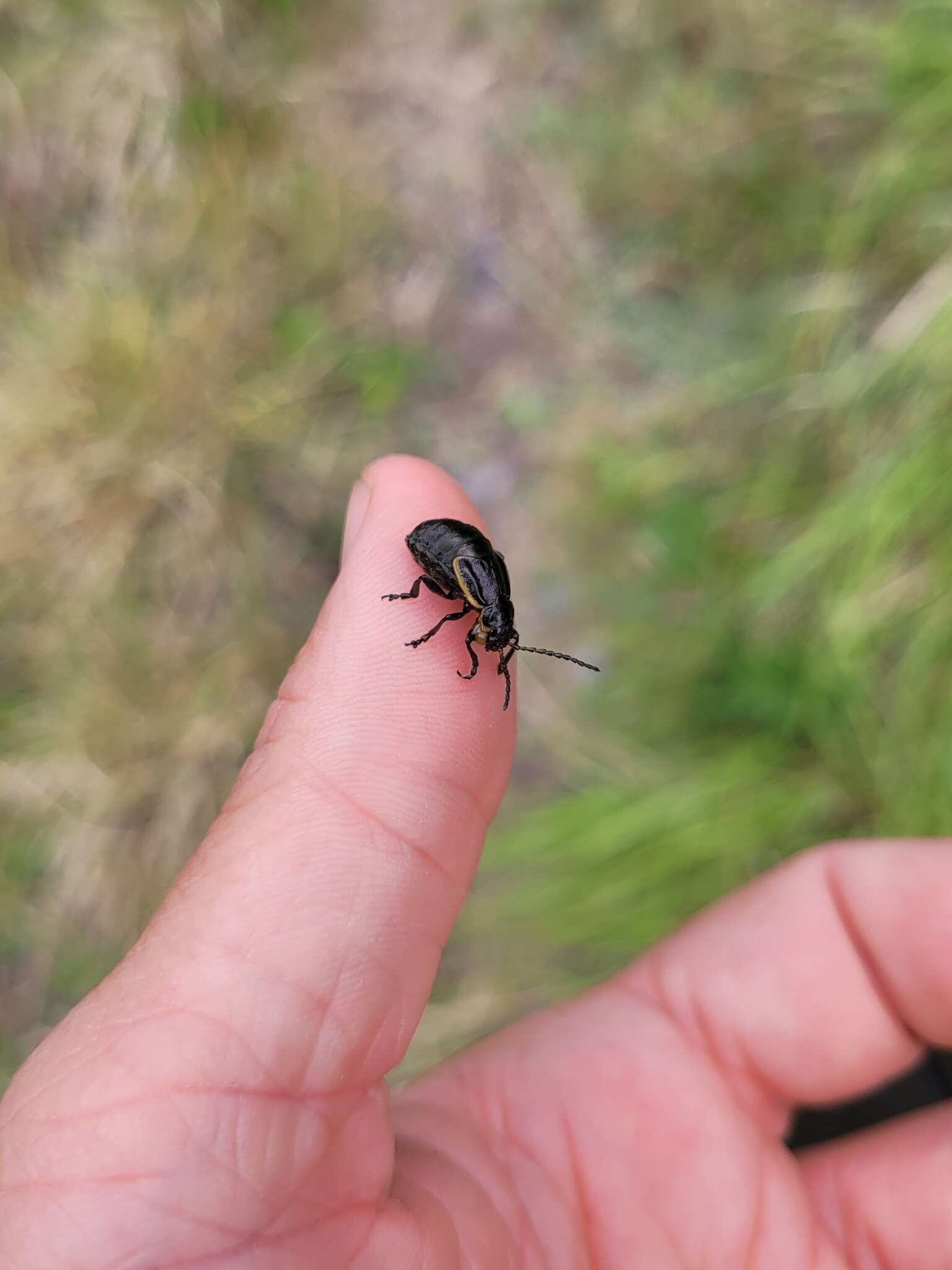 Image of <i>Arima marginata</i>