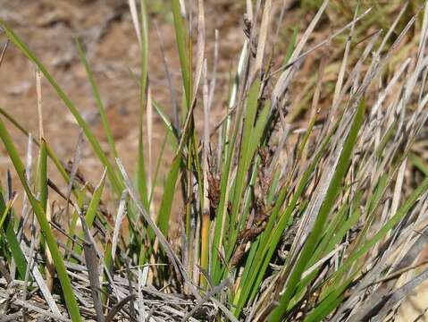 Imagem de Lepidosperma inops F. Muell. ex Rodway