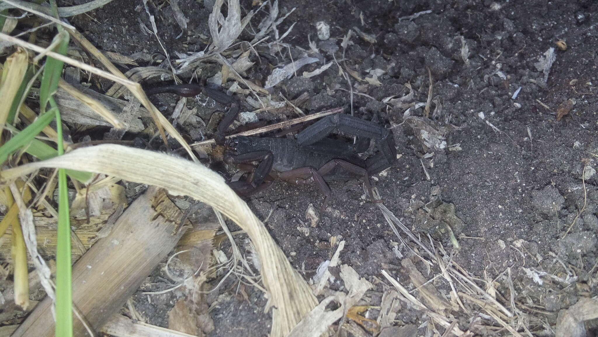 Image of Florida Bark Scorpion