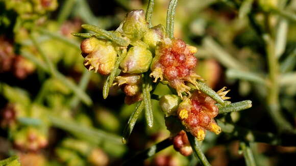 Image of Ambrosia salsola var. salsola