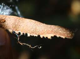 Image of Genianthus laurifolius (Roxb.) Hook. fil.