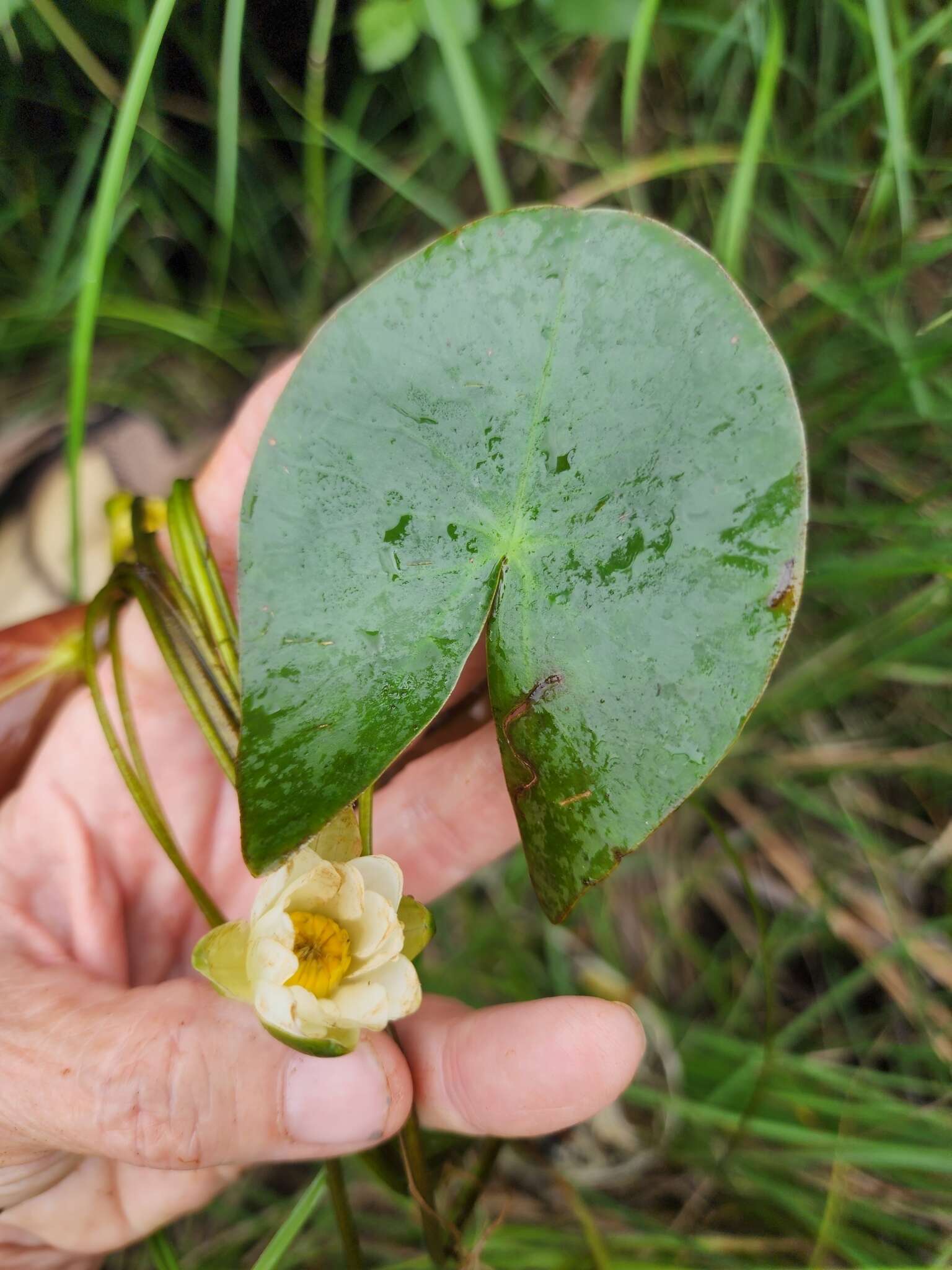 Image de Nymphaea leibergii Morong