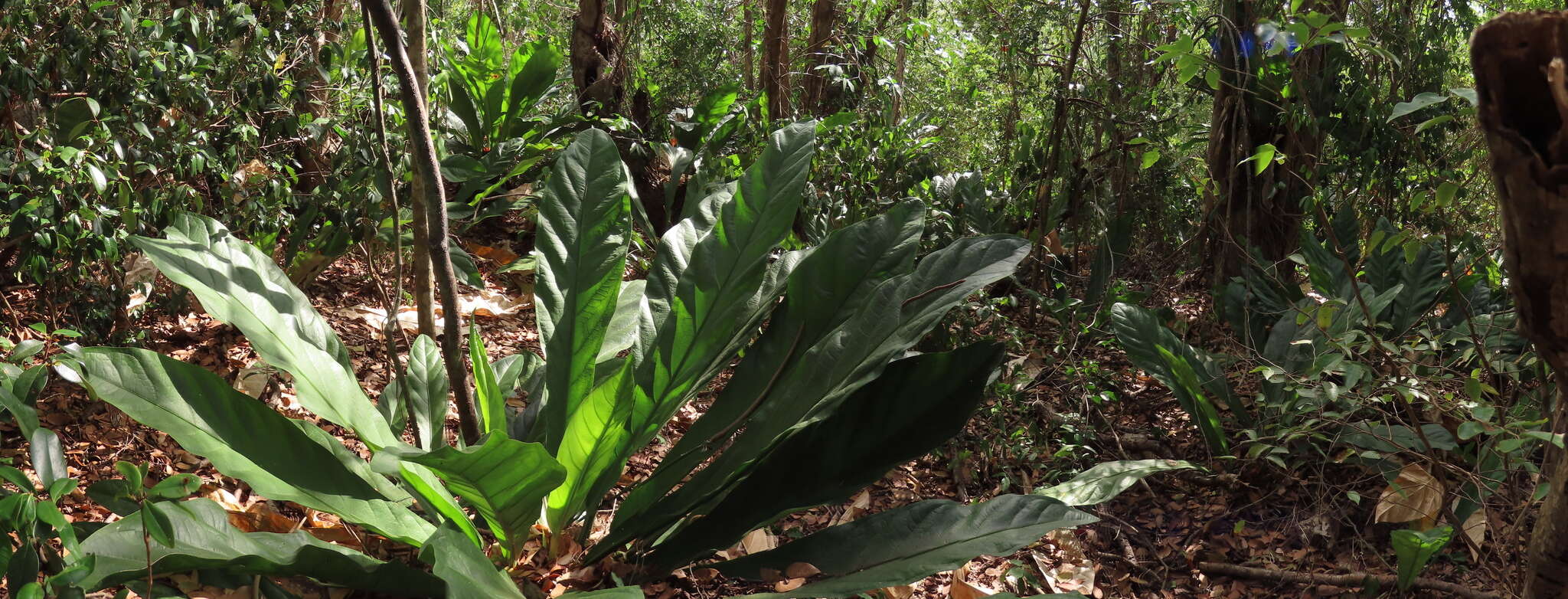 Image of Scalloped Laceleaf