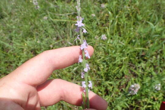 Image of Gulf vervain