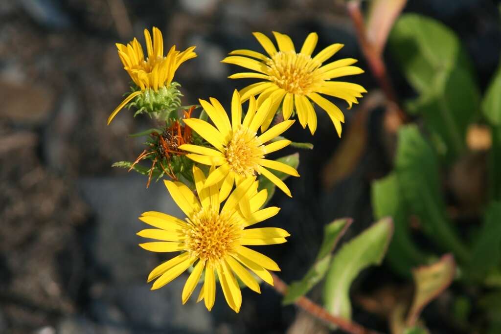 Image of Entire-leaved Gumweed