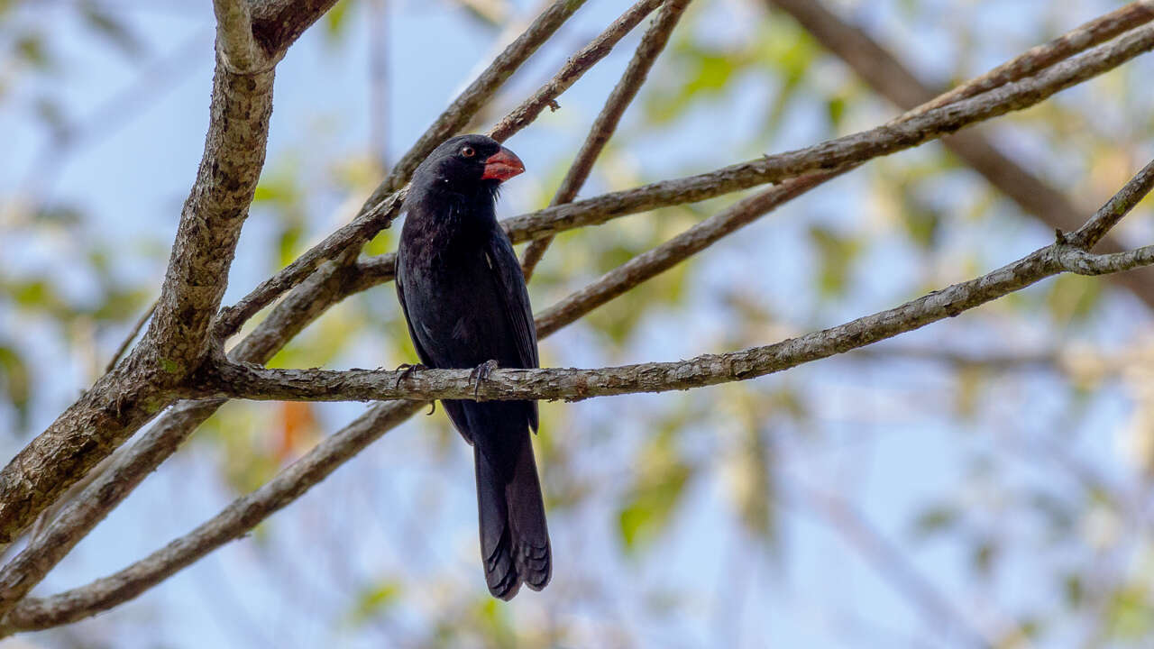 Image of Black-throated Grosbeak