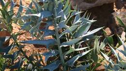 Image of Eastern Cape Blue Cycad