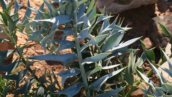 Image of Eastern Cape Blue Cycad