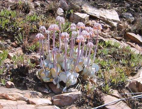 Image of Cotyledon orbiculata var. oblonga (Haw.) DC.