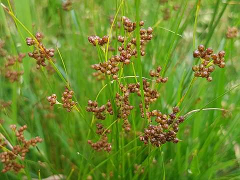 Image of Round-fruited Rush