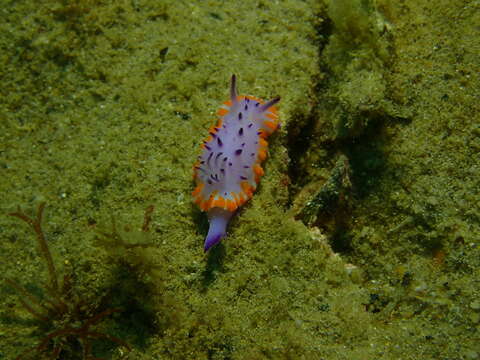 Image of Mexichromis macropus Rudman 1983