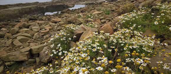 صورة Tripleurospermum maritimum (L.) Koch