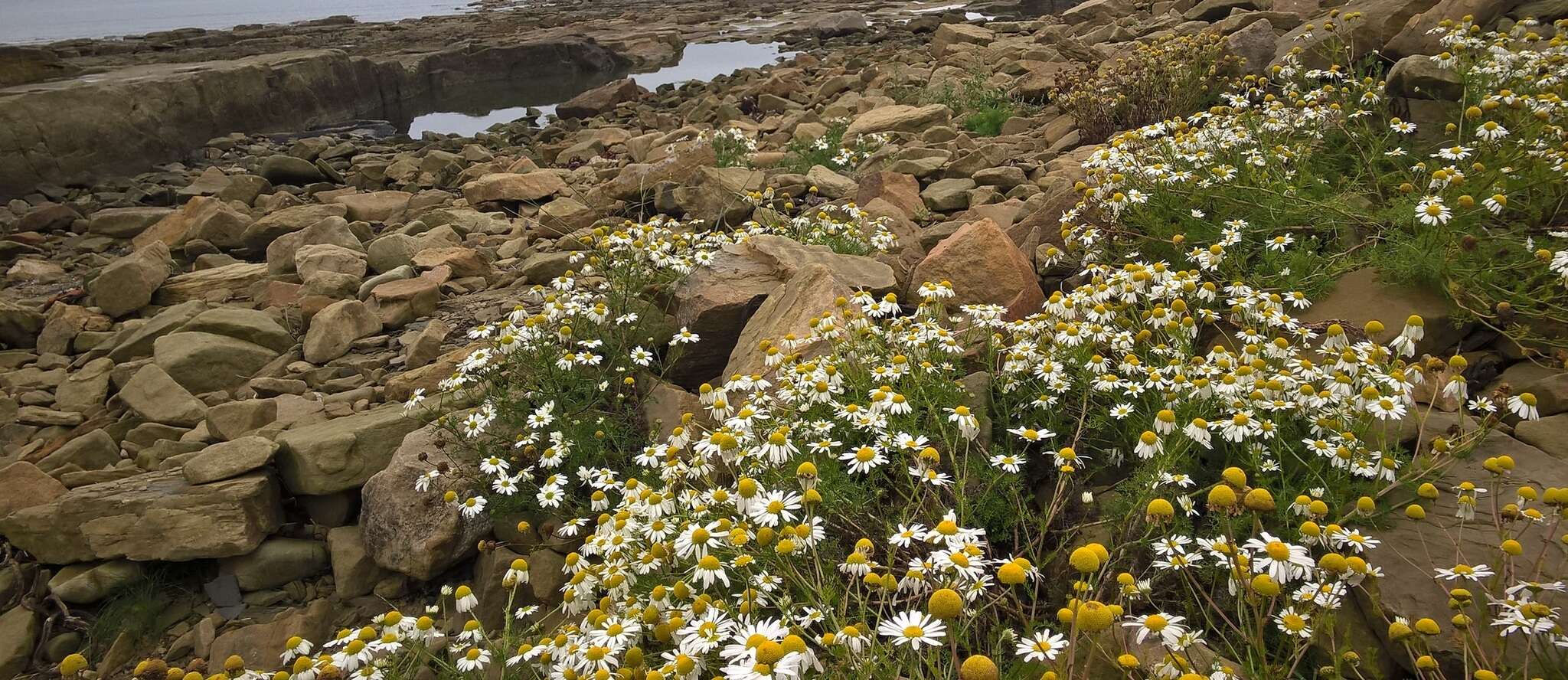 Image of false mayweed