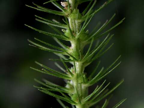 Acalypha carrascoana Cardiel resmi