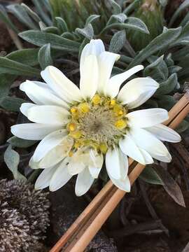 Image of Easter Daisy