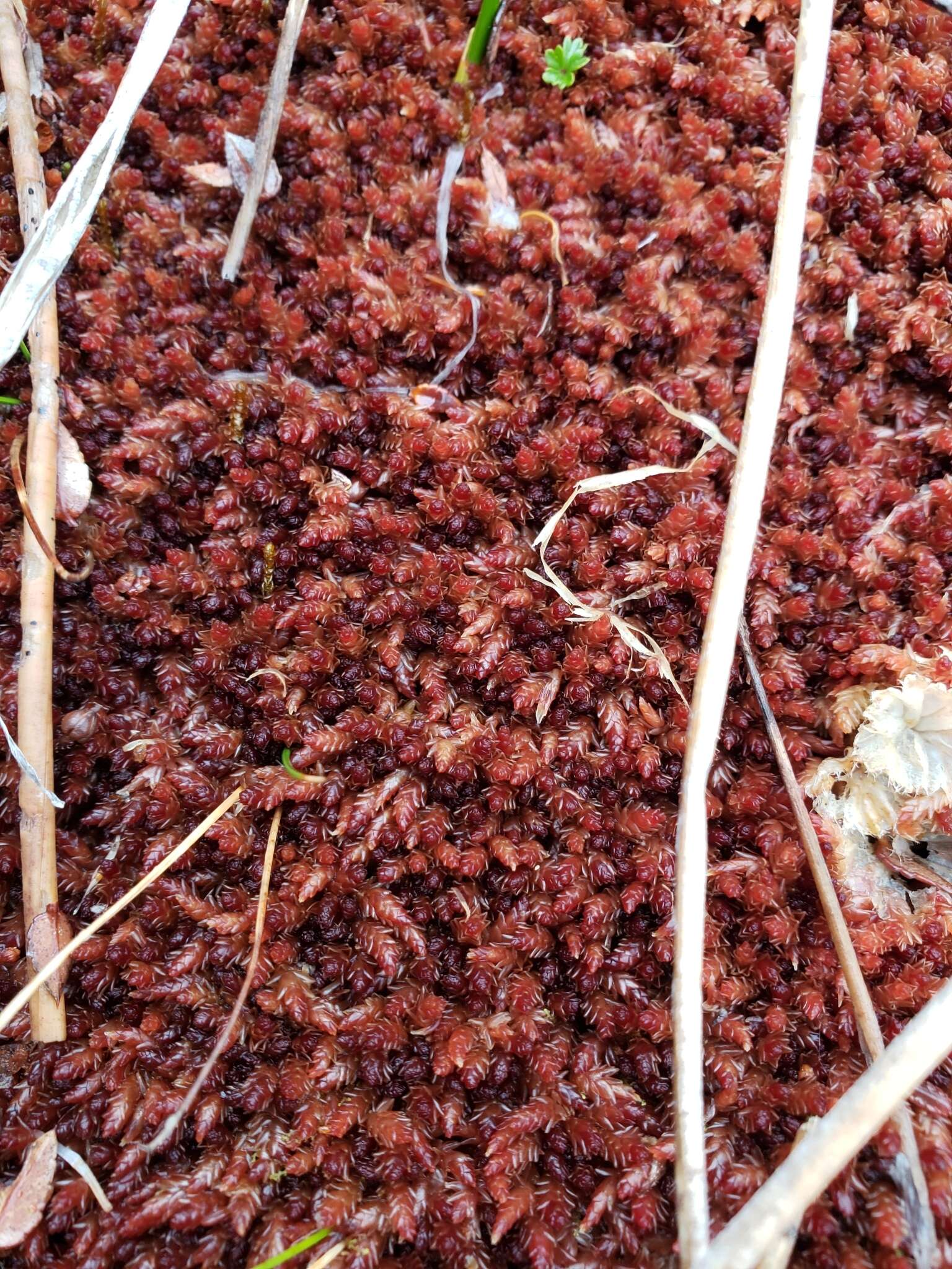 Imagem de Sphagnum magellanicum Bridel 1798