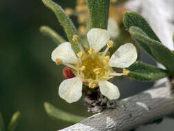 Prunus fasciculata subsp. fasciculata resmi