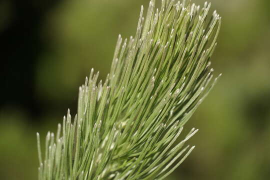 Image of Woolly Bush