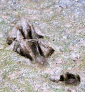 Image of Atilax paludinosus paludinosus
