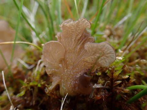 Image de Arrhenia lobata (Pers.) Kühner & Lamoure ex Redhead 1984