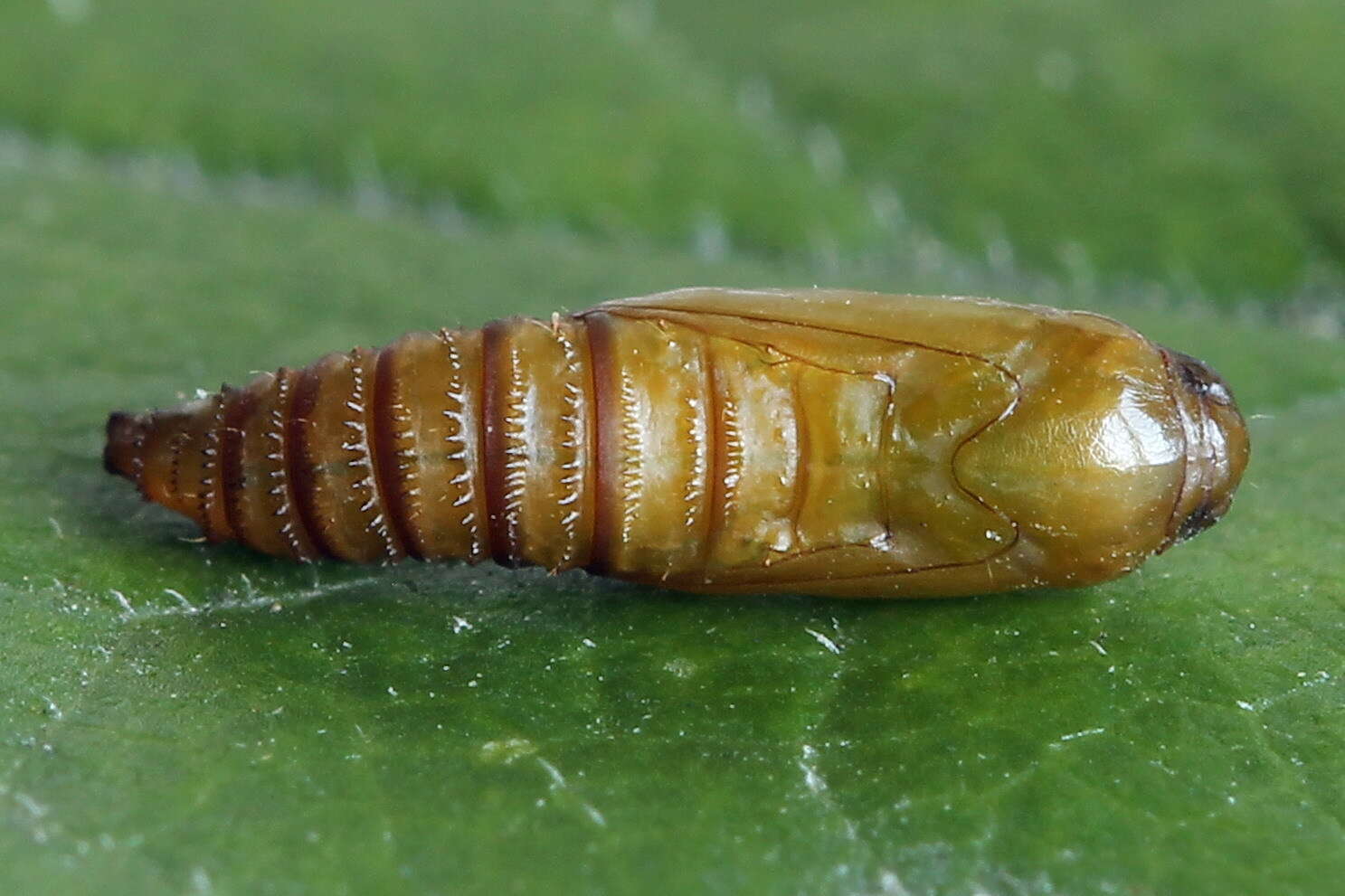 Image of Acleris schalleriana Linnaeus 1761