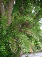 Image of Canary Island date palm