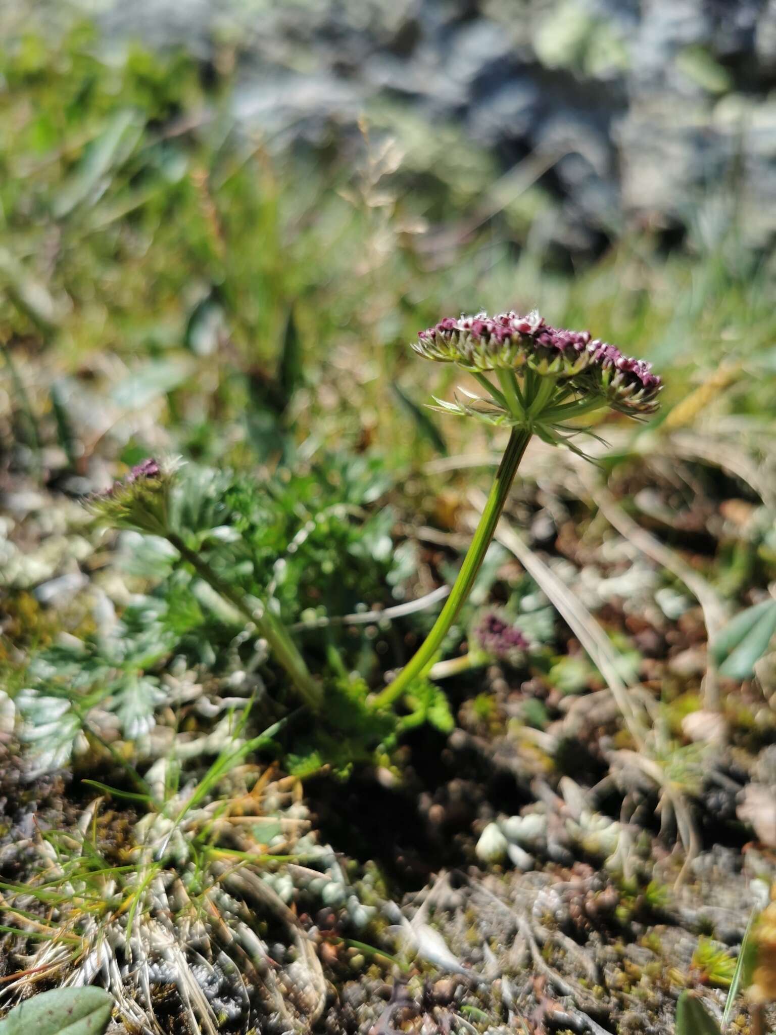 Imagem de Pachypleurum simplex (L.) Rchb.