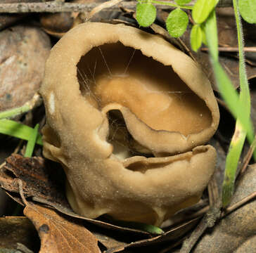 Image of cabbage leaf Helvella