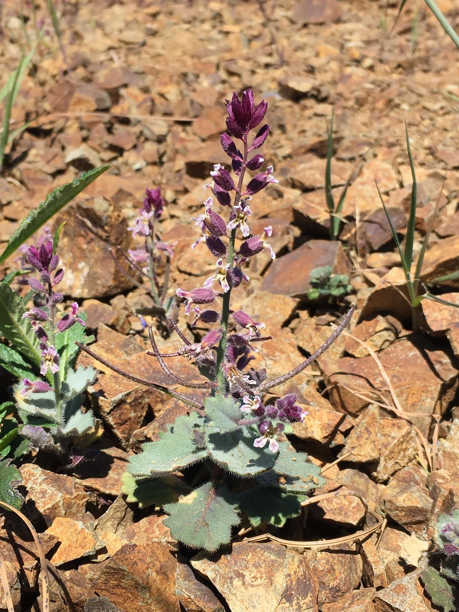 Image of Mt. Diablo jewelflower