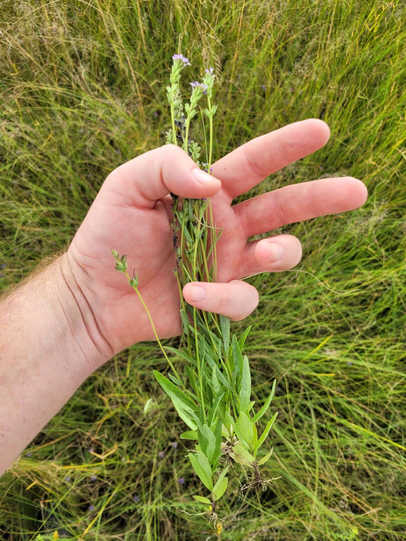 Image of Buchnera reducta Hiern